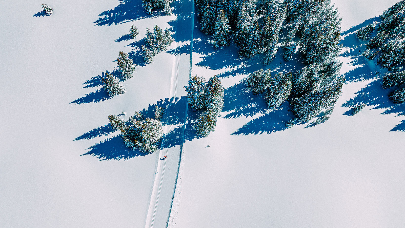 Cross country ski trails on Grand Mesa