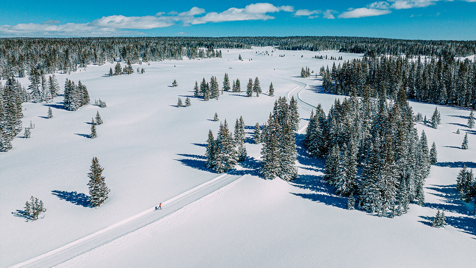 Cross country ski trails on Grand Mesa